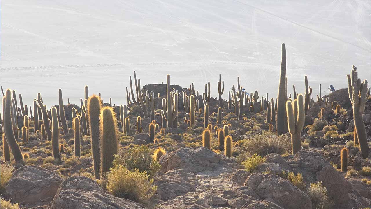 Cactus-covered rocky terrain on Isla Incahuasi, surrounded by the vast Salar de Uyuni