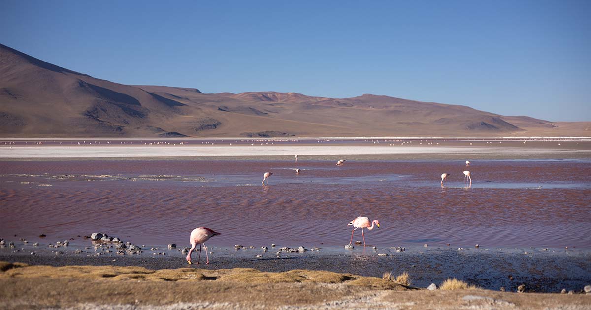 Flamingos in the shallow waters of Laguna Colorada, with its vibrant red hue and surrounding mountains.