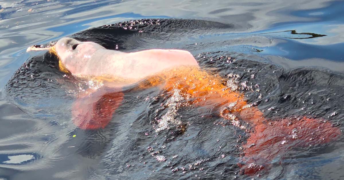 The pink river dolphin, or 'boto cor de rosa,' is a fascinating and iconic species found in the Amazon River, known for its unique color and playful behavior