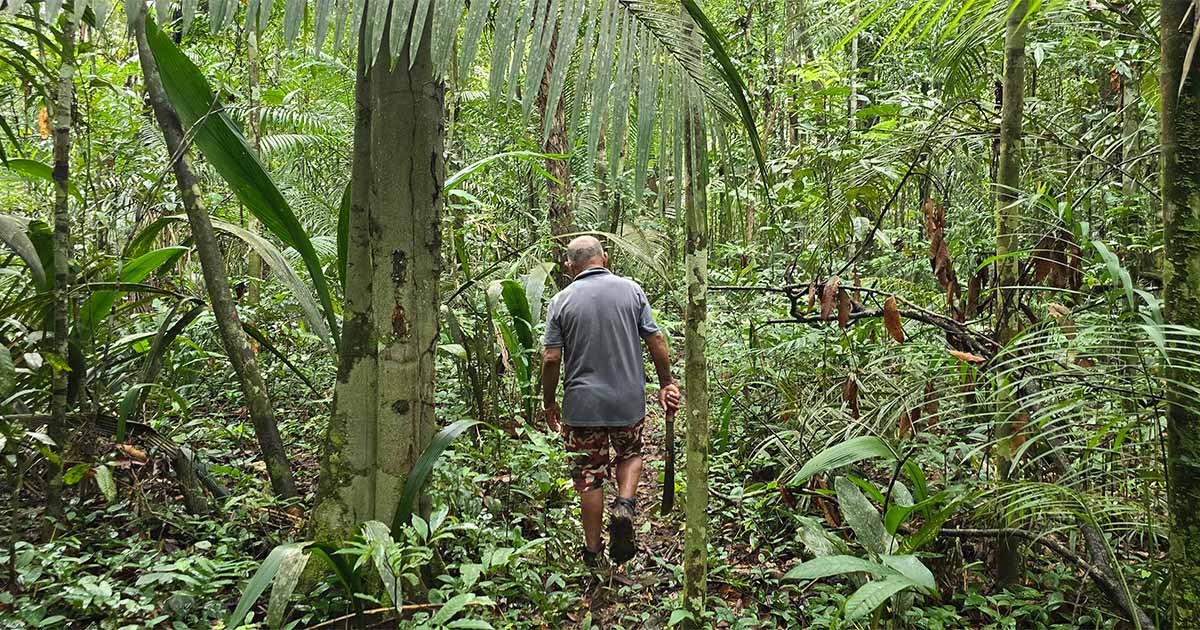 Hiking through the Amazon rainforest with an experienced guide who shares knowledge about the jungle's unique plants and wildlife