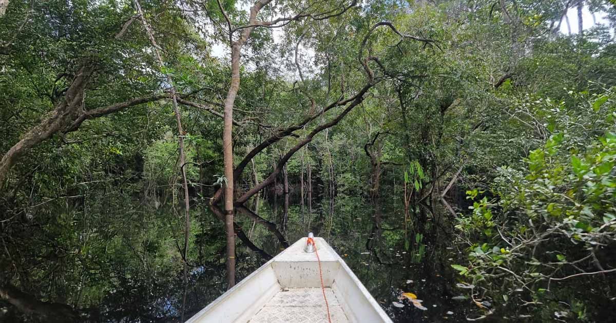 Exploring the flooded Igapó forest, a unique ecosystem in the Amazon rainforest, where trees grow submerged in water for part of the year