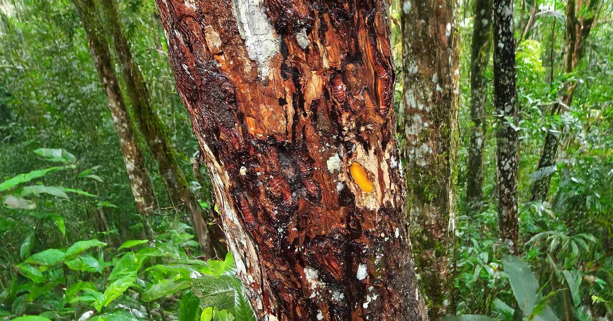 This tree, with its distinctive bark, is known for its medicinal properties, often compared to Mercúrio medicine by locals in the Amazon rainforest.