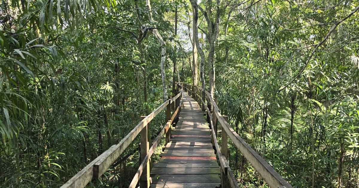 Janauari Ecological Park Plataform