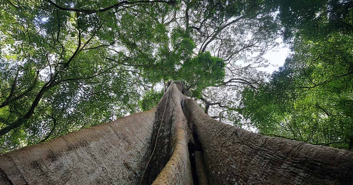 Looking up at the majestic Samaúma tree, a giant in the Amazon rainforest.