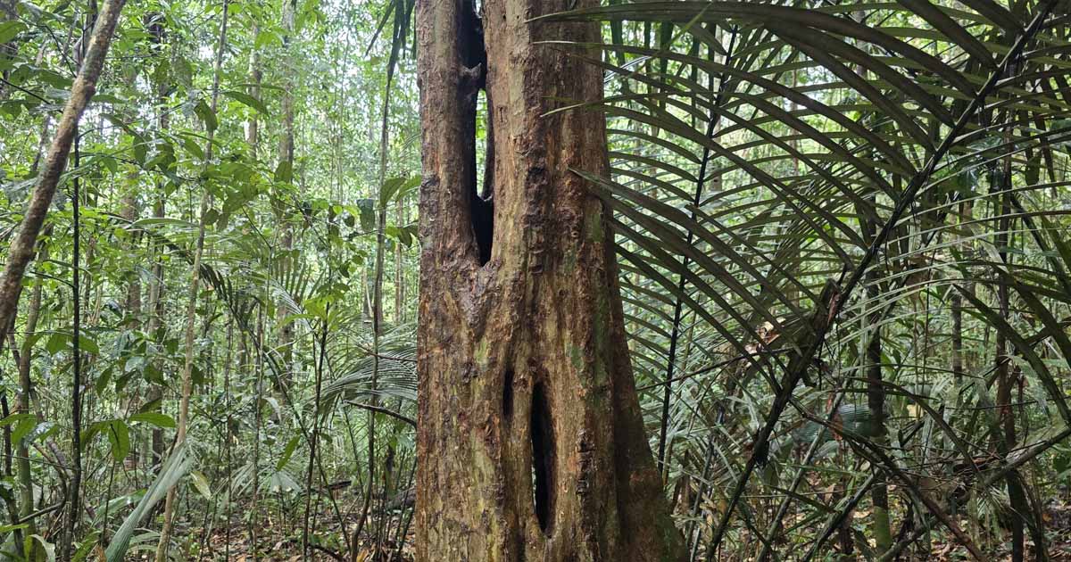 A tree with unique openings on its trunk surrounded by dense Amazon rainforest greenery.