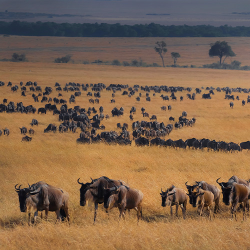 tanzania