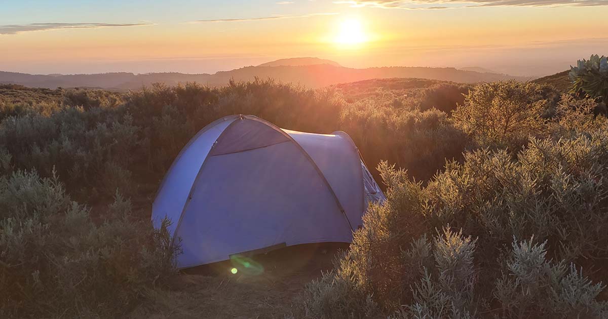 A tent at sunrise with the sun rising over the horizon and plants in the foreground