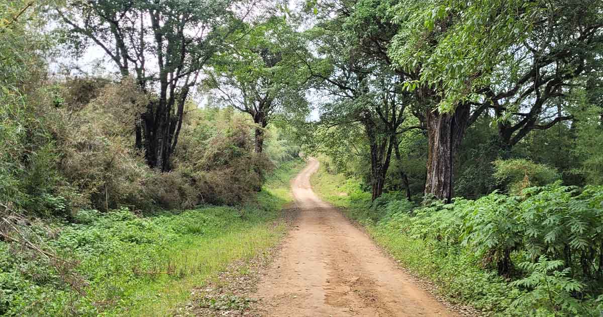 A dirt path winds through a dense bamboo forest leading up to the Chogoria Gate, surrounded by tall grasses and a variety of lush greenery