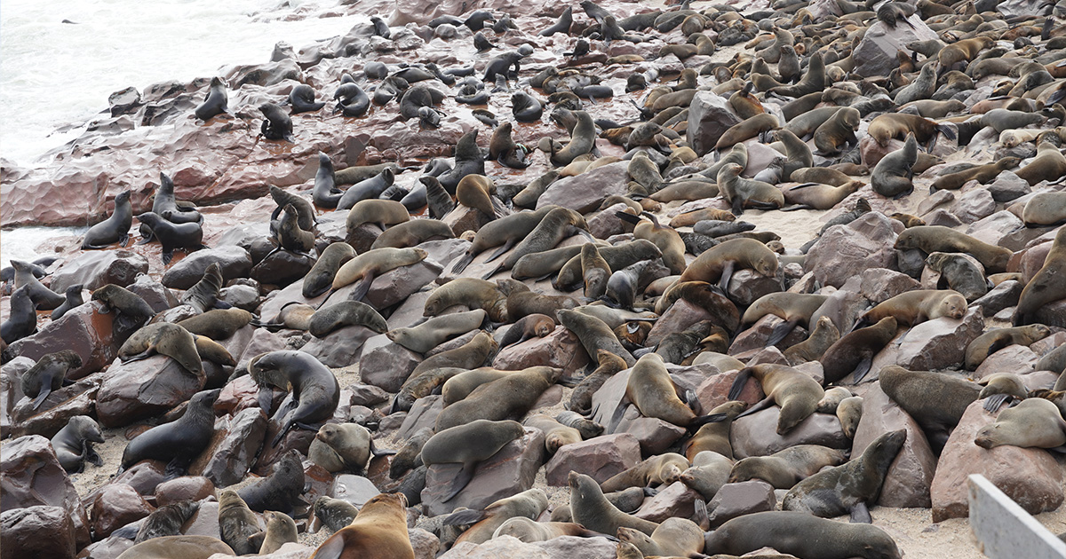 Seals at Cape Cross Seal Colony