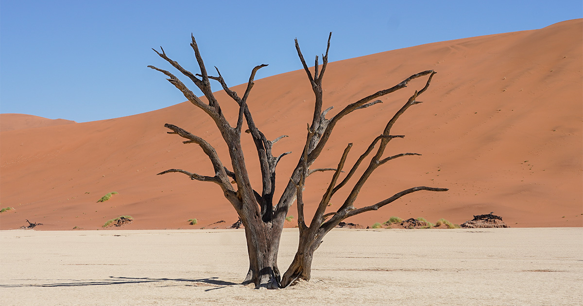 Dead tree in Deadvlei