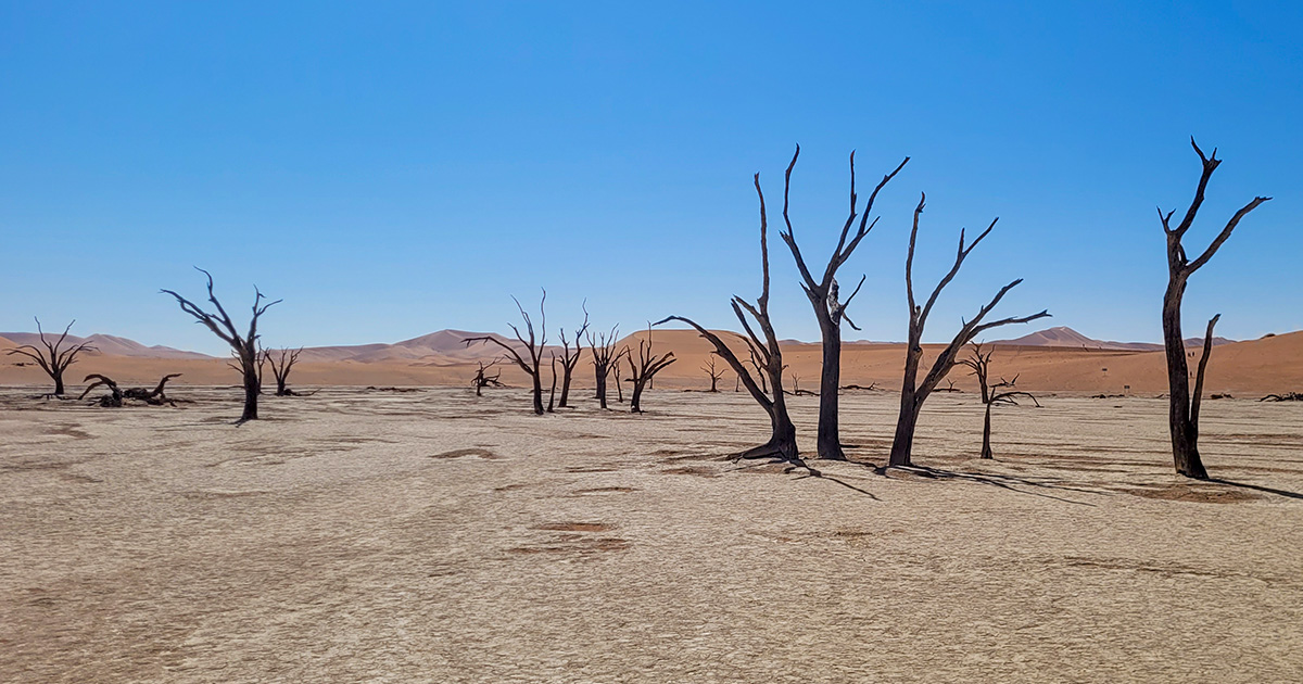 Deadvlei pan with dead trees