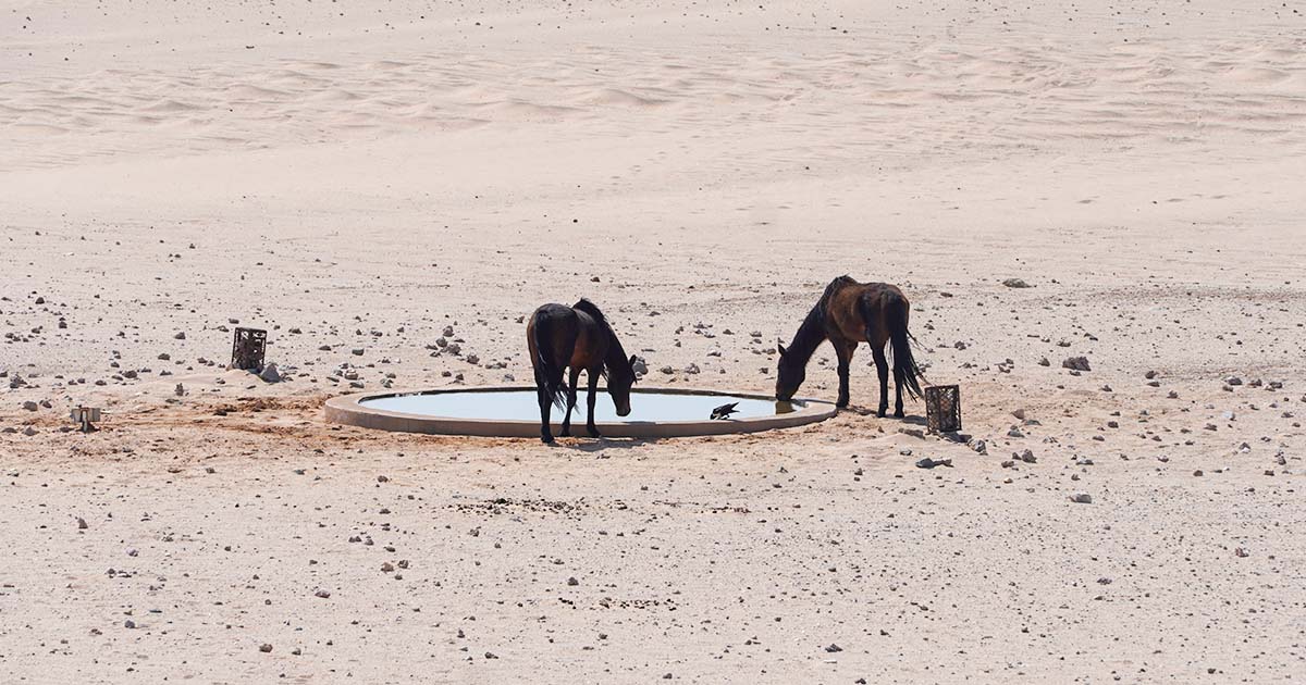 Namib Desert Horses