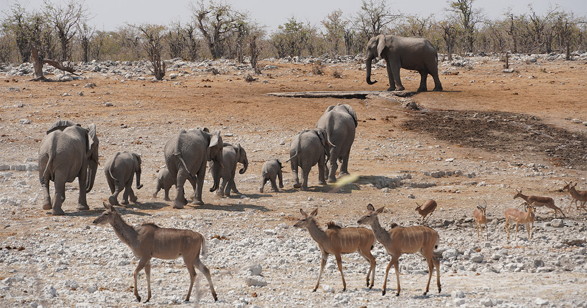 Elephant family walking to waterhole