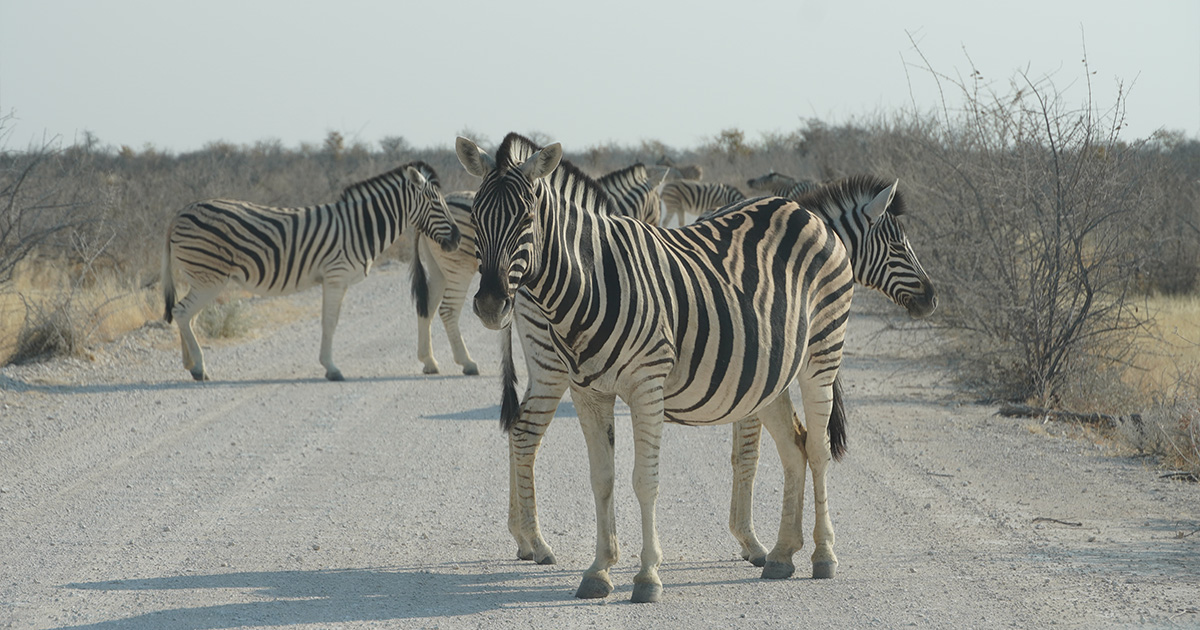 Zebras on road in Etosha