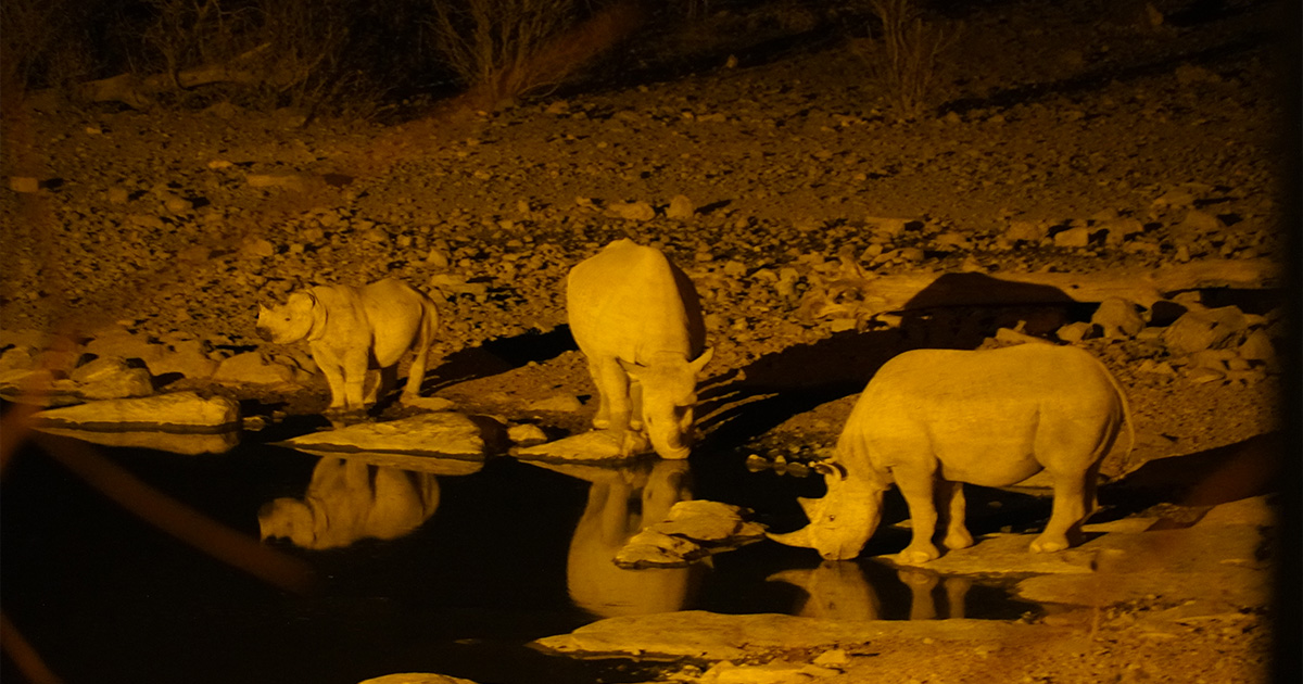 Rhinos at waterhole in Etosha