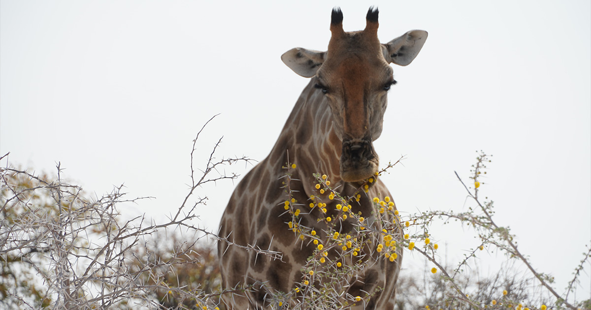 Giraffe eating dry grass