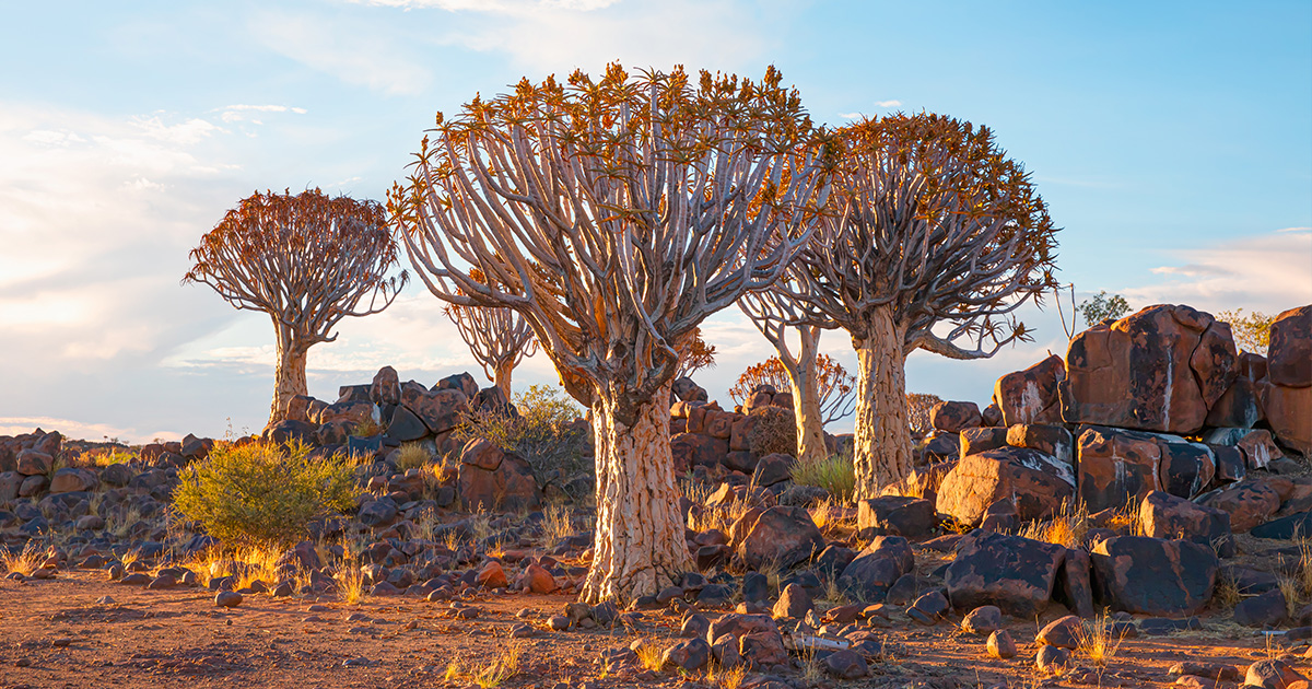 Quiver Tree Forest at sunrise