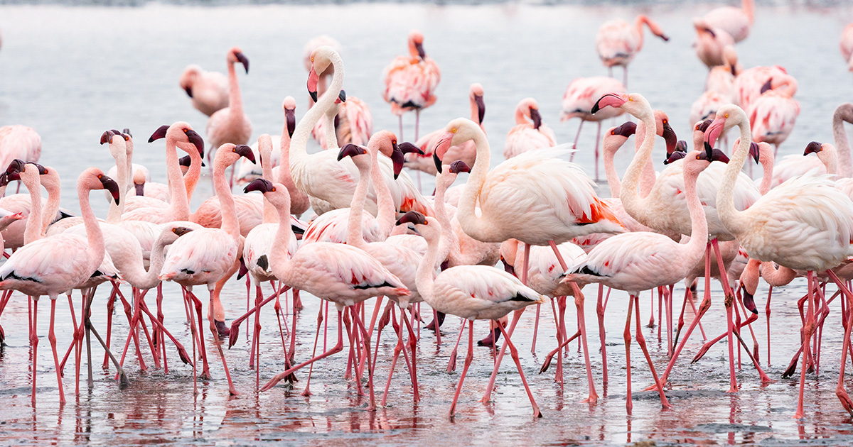 Birds at Walvis Bay Lagoon