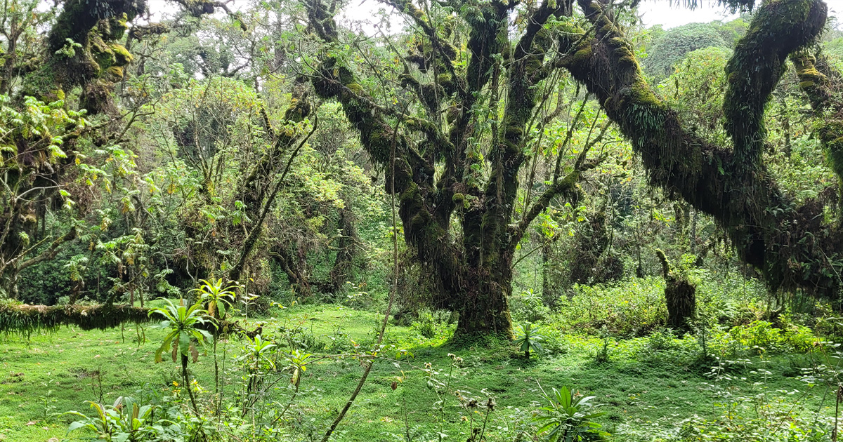 Lush greenery of a misty Rwandan rainforest