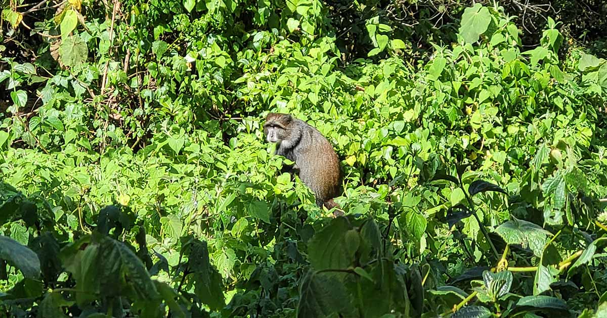 Blue Monkey perched amidst lush green foliage in the forest along the Lemosho route on Mount Kilimanjaro