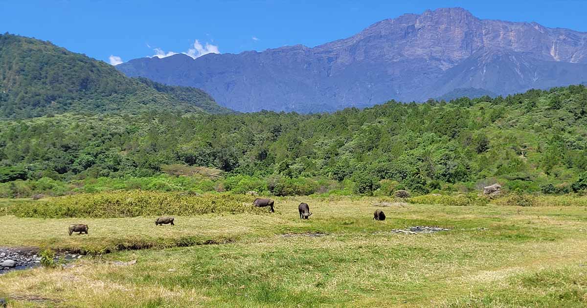 A group of buffalos with mount meru at the background