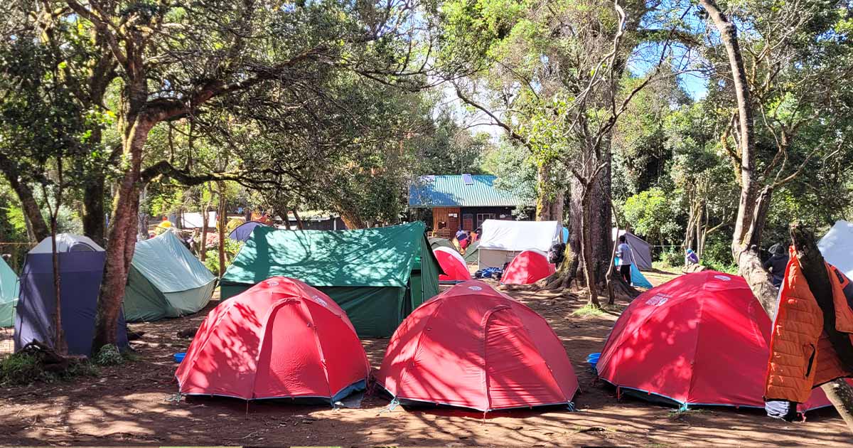 Tents pitched among trees at a campsite in Kilimanjaro's forest