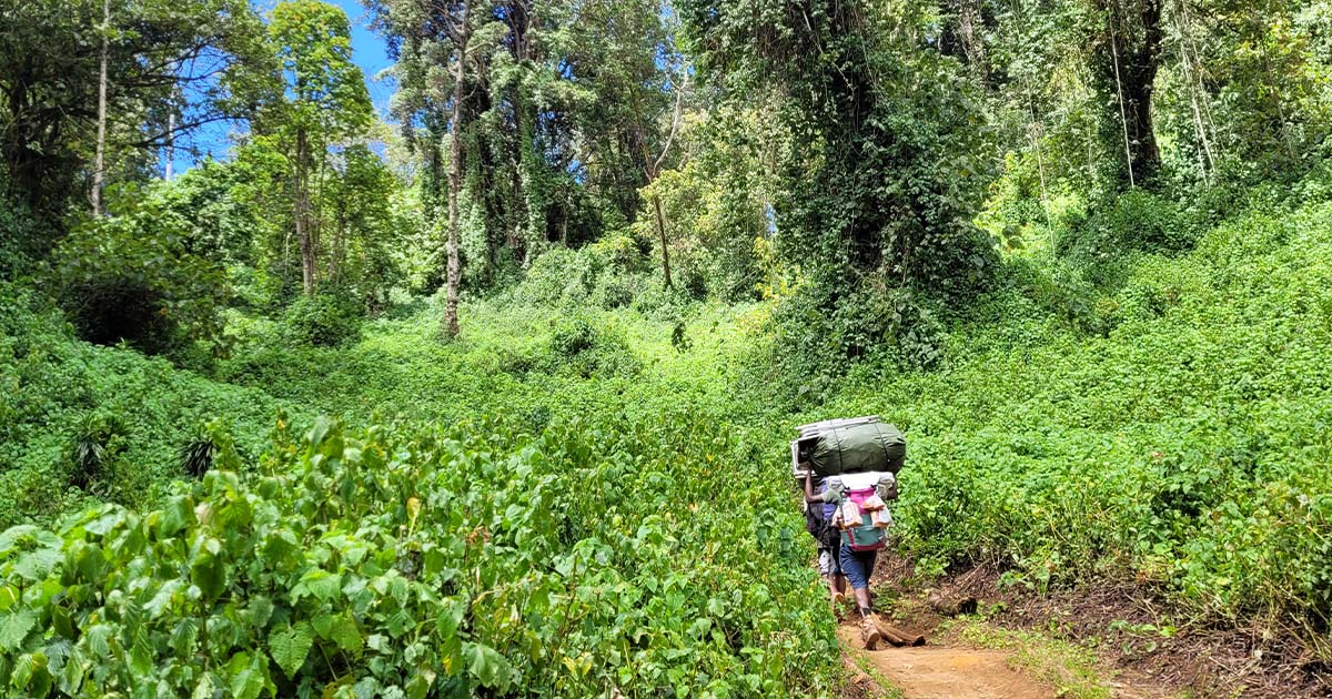 A porter carrying a large backpack along a verdant trail on the Lemosho route, showcasing the dense underbrush of Kilimanjaro's forest