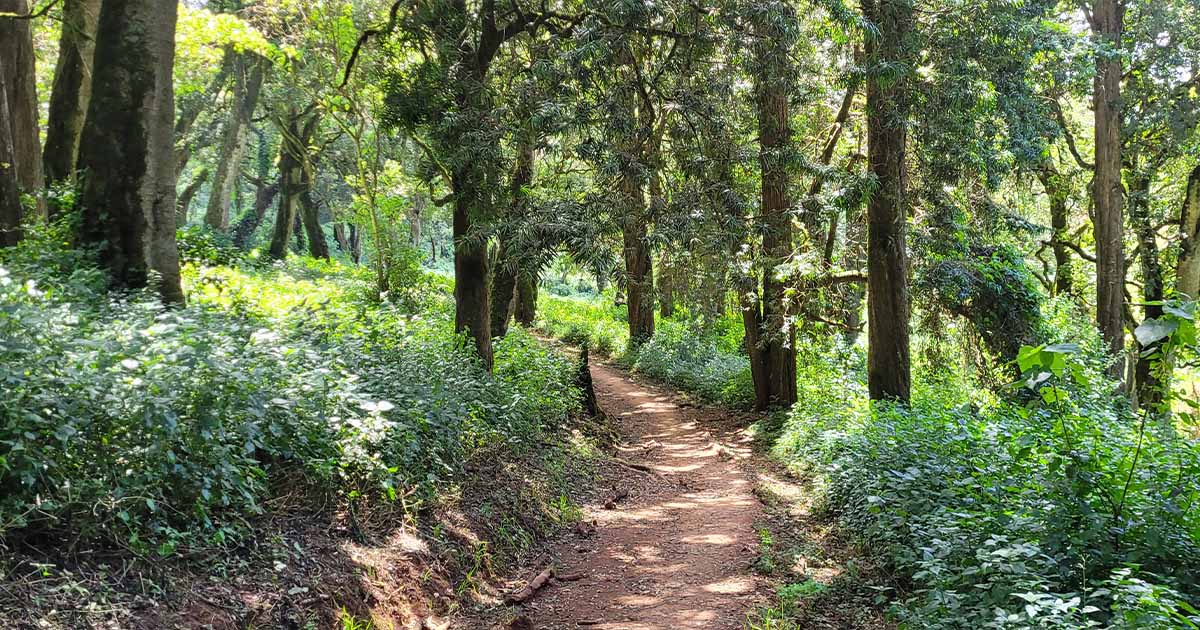 A serene and narrow dirt path winding through the dense forest on the Lemosho route, flanked by tall trees and undergrowth