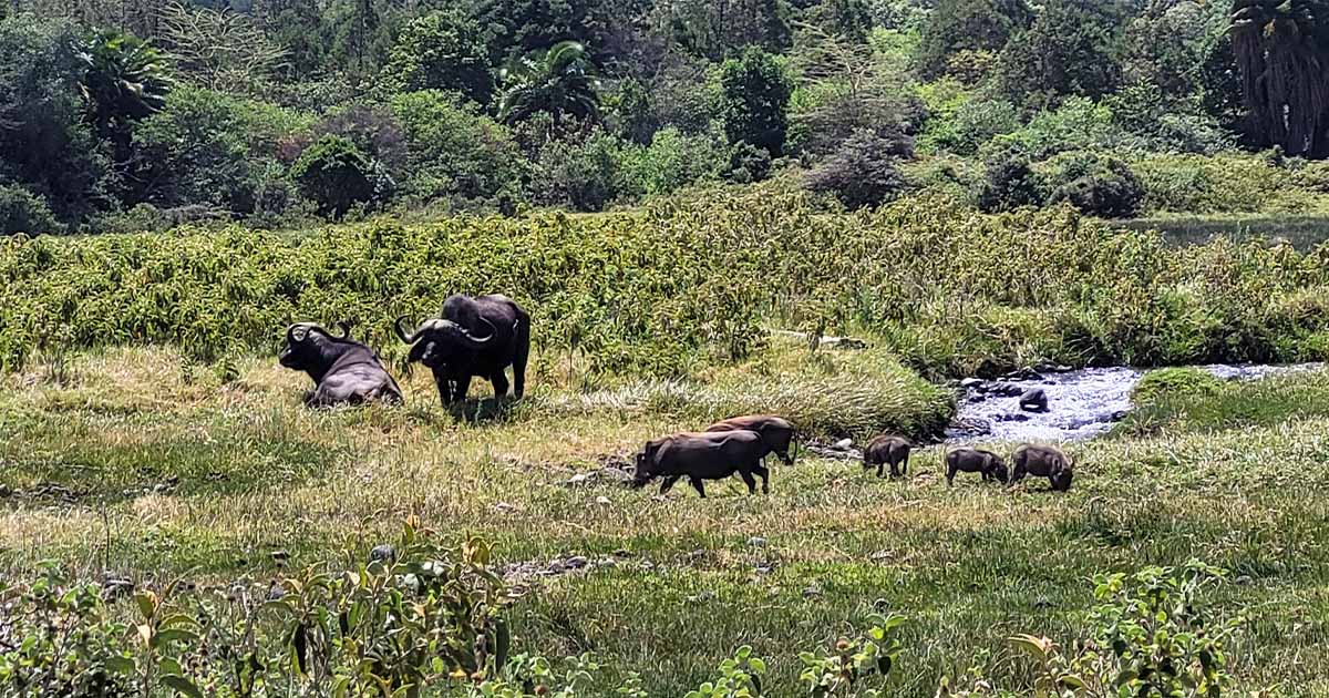 A group of buffalos grazing in the fields of Arusha National Park