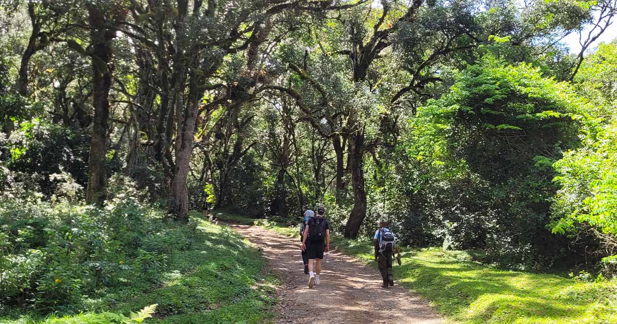 Hikers walking on a wide forest trail with sunlight streaming through the foliage at Mount Meru