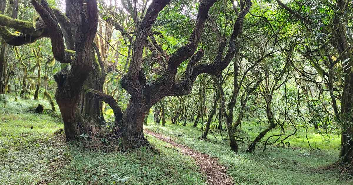 Twisted and moss-covered trees along the forest path at Mount Meru