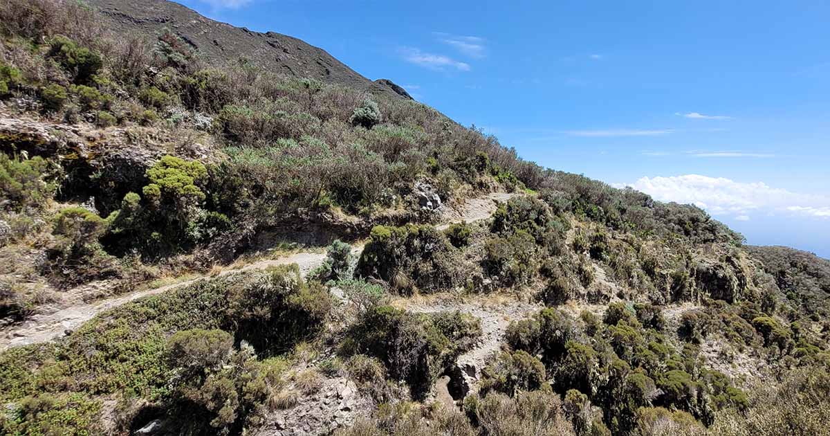 A mountain path through sparse vegetation under bright sunlight