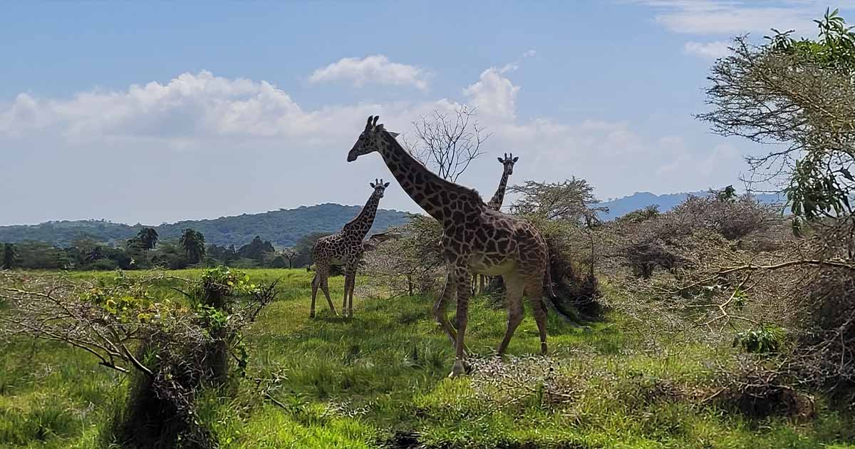 Giraffes roaming in the grasslands with Mount Meru in the distance