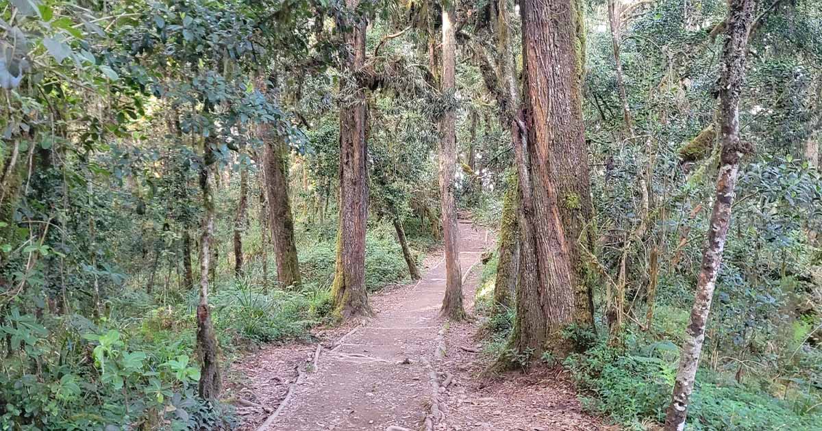 Sunlight filtering through the dense canopy of a tropical rainforest on the slopes of Mount Kilimanjaro