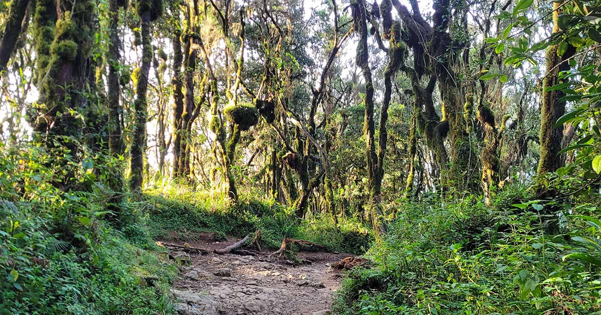 A tranquil forest path lined with tall, moss-covered trees in the Kilimanjaro region