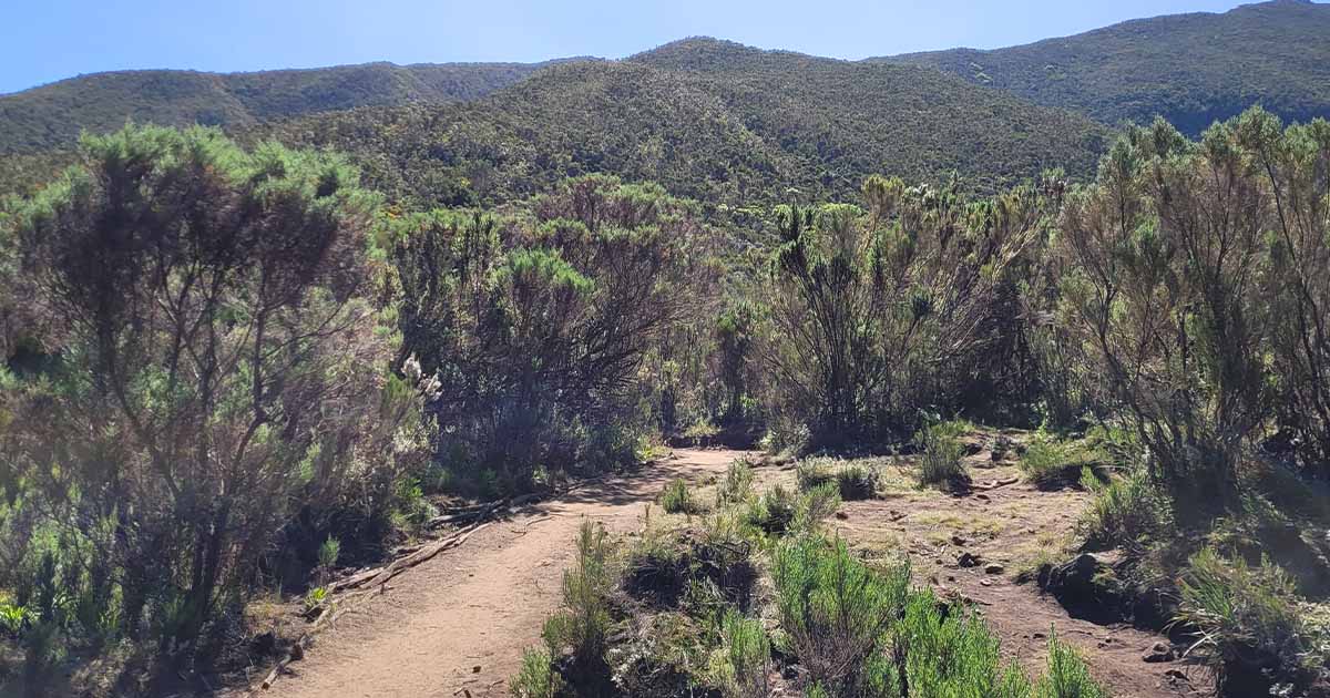 Open heath with sparse vegetation and a clear trail under a bright blue sky on the Lemosho route