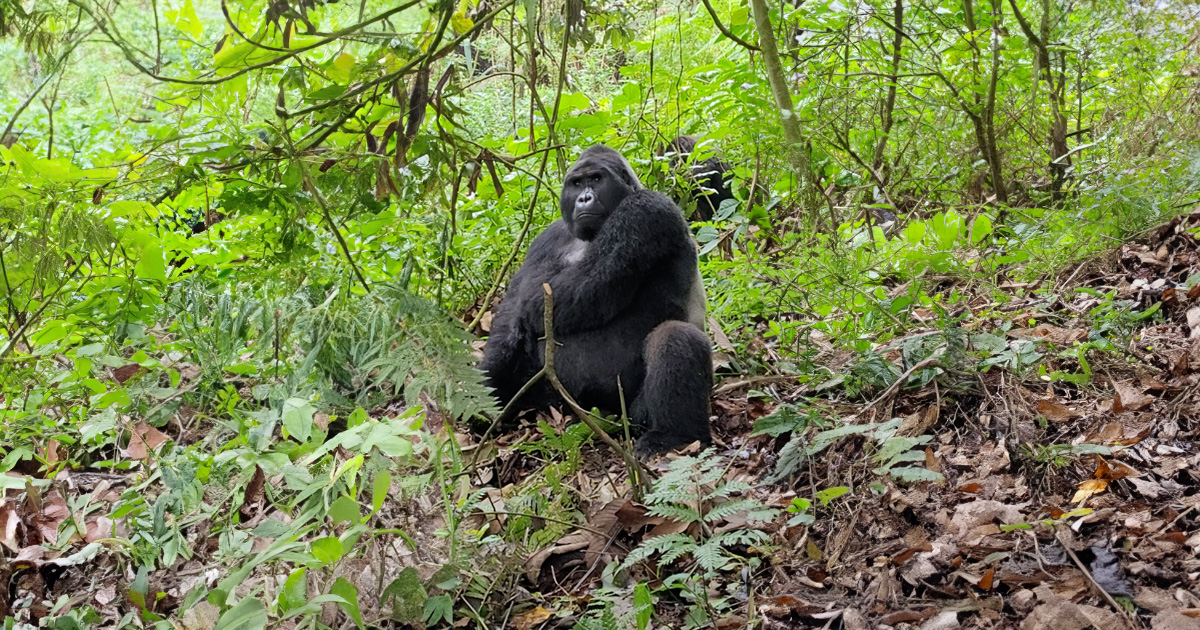 A mountain gorilla seated on forest floor surrounded by green vegetation in Bwindi