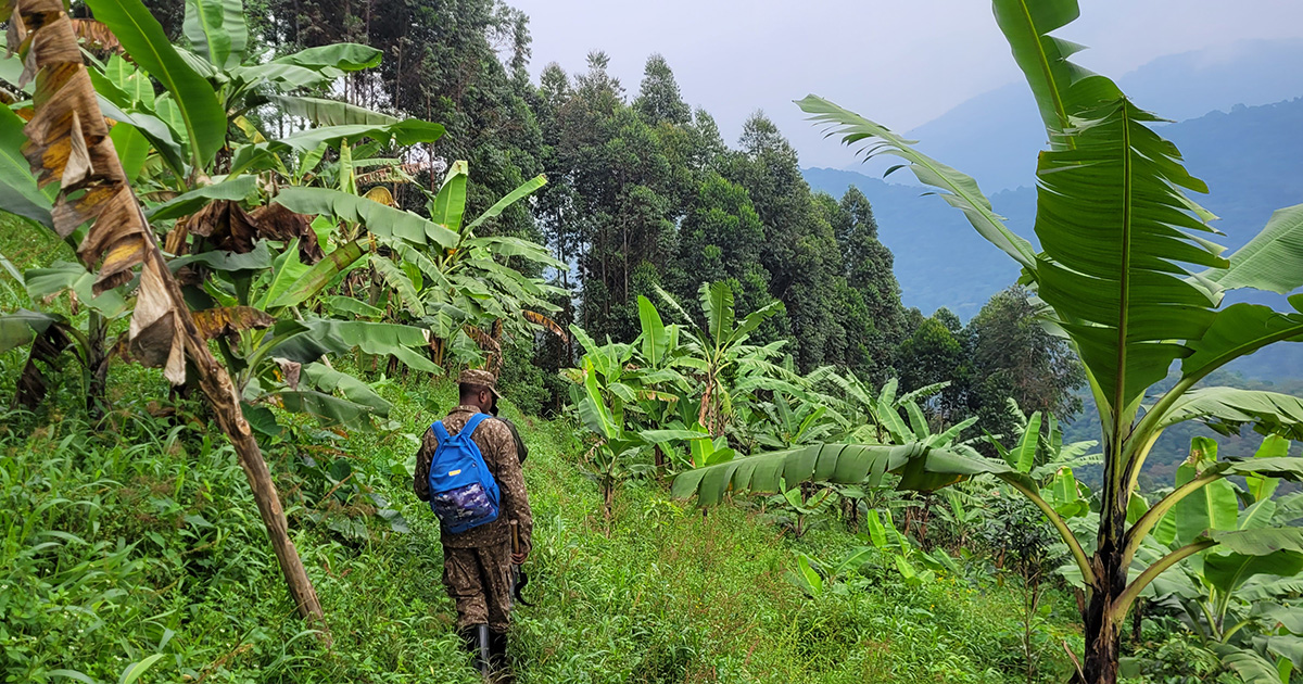 A person in a camouflage outfit with a blue backpack walking past banana trees with a dense forest in the background