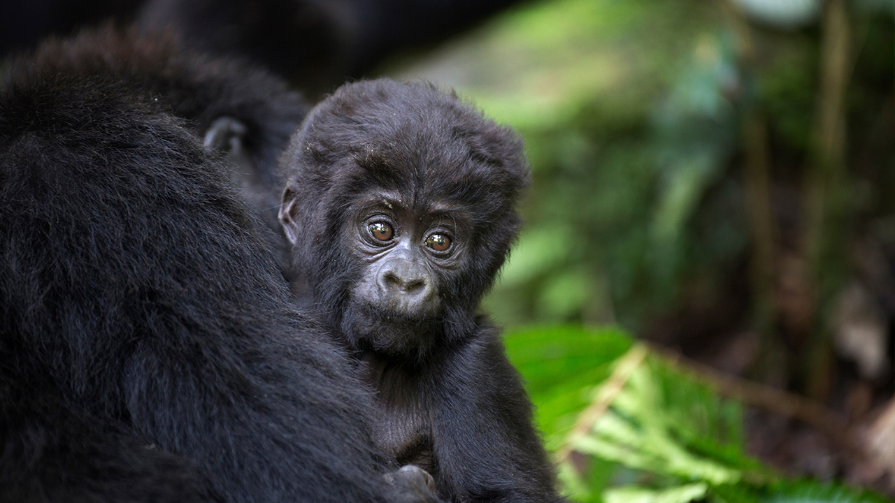 A Comprehensive Guide to Gorilla Trekking in Africa